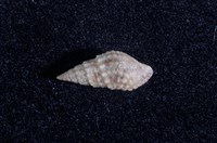 藏品(瘤蜷)的圖片